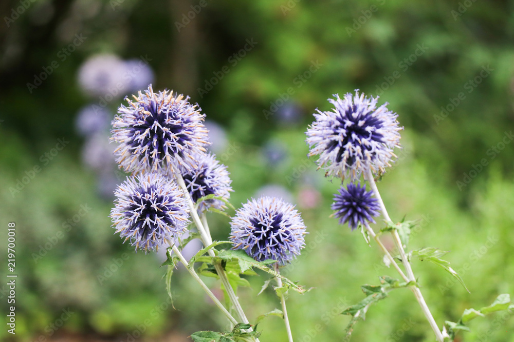 Flowering blue plant Flowering blue plant
