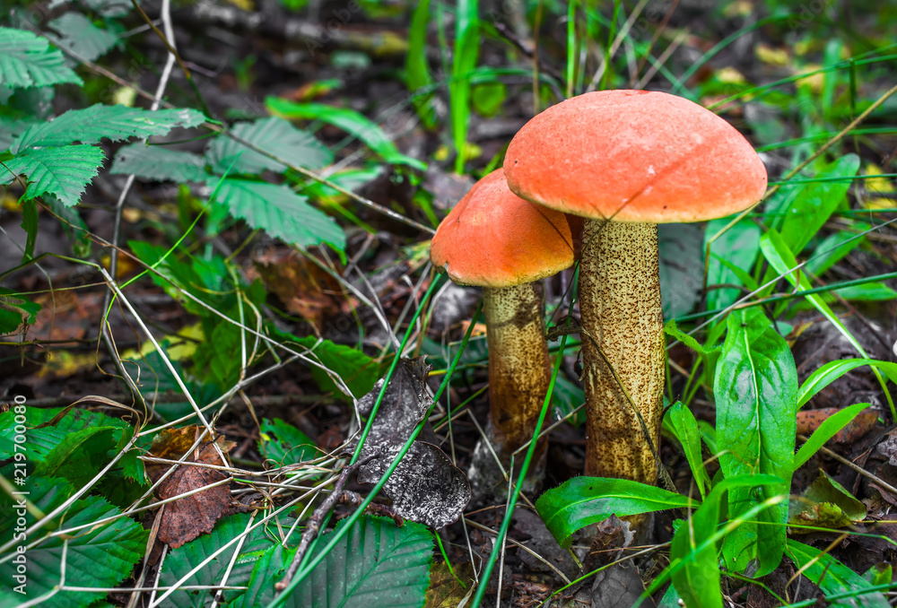 Cute penny bun mushroom is growing in the grass. The beautiful small brown cap of a cep is in the focus. It is vegetarian diet food. The mushroom grows in Ukrainian Carpathian Mountains in the forest. Cute penny bun mushroom is growing in the grass. The beautiful small brown cap of a cep is in the focus. It is vegetarian diet food. The mushroom grows in Ukrainian Carpathian Mountains in the forest.
