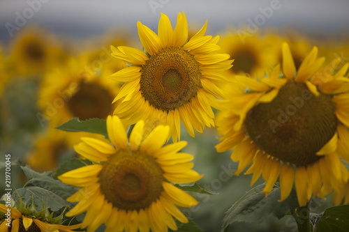 Fototapeta Naklejka Na Ścianę i Meble -  Colorful sunflower field and wind
