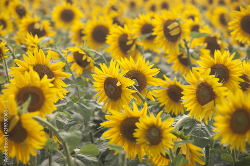 Colorful sunflower field and wind  