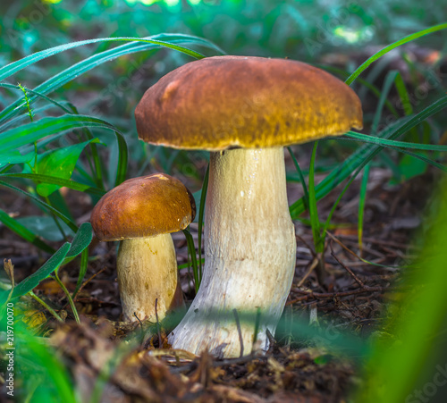 Cute penny bun mushroom is growing in the grass. The beautiful small brown cap of a cep is in the focus. It is vegetarian diet food. The mushroom grows in Ukrainian Carpathian Mountains in the forest.