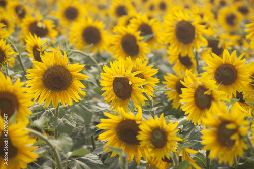 Fototapeta Naklejka Na Ścianę i Meble -  Colorful sunflower field and wind
