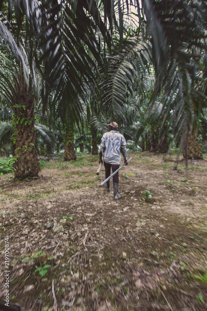 Palm Farmer