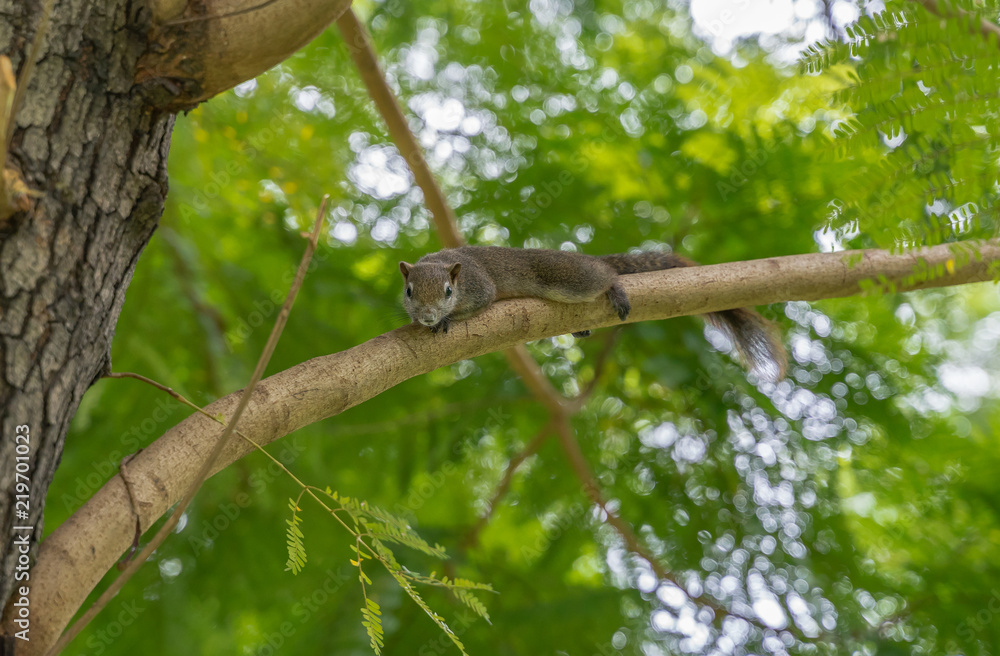 A squirrel relaxing on a branch of a tree.