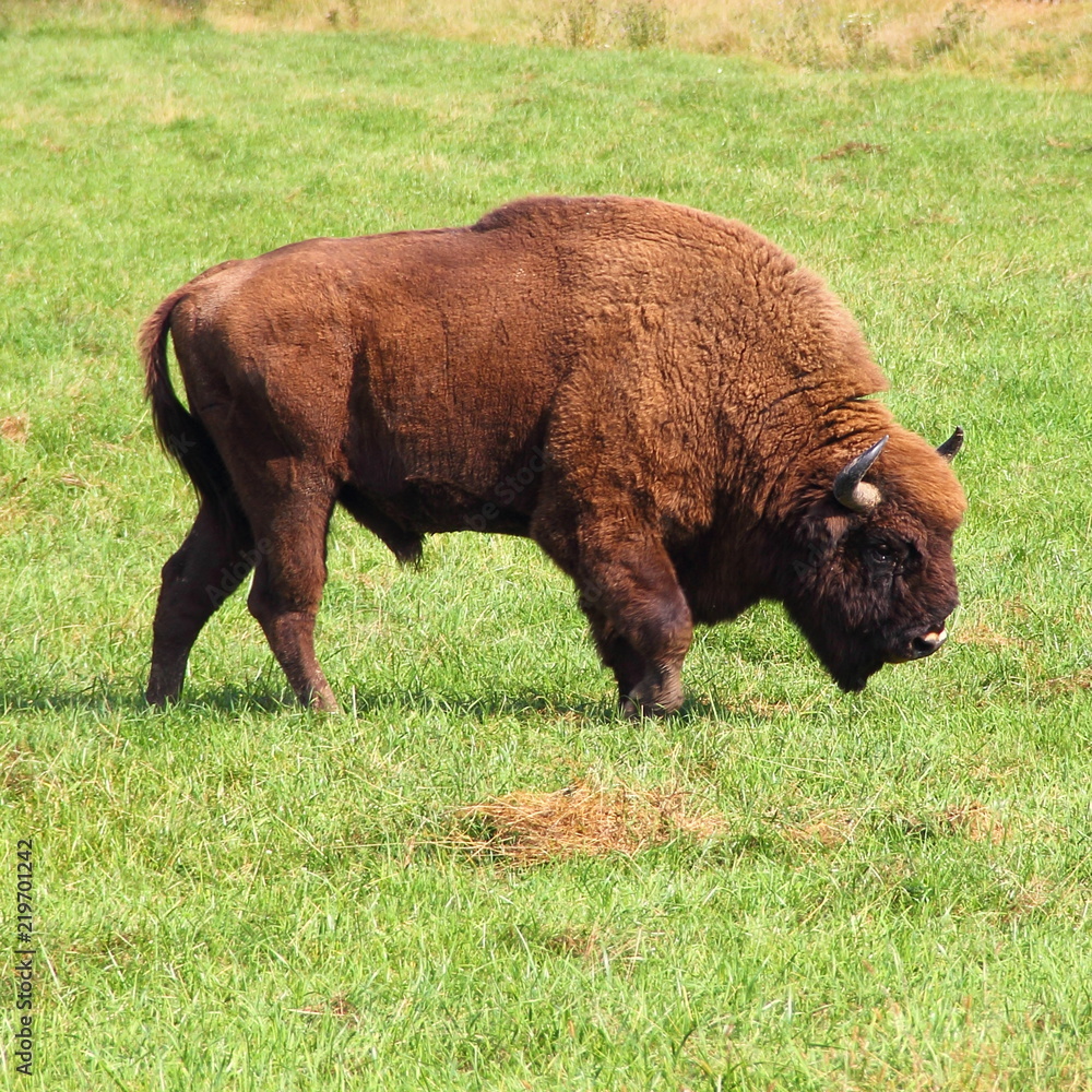 Large european bison on pasture in summer - wildlife, nature reserve, endangered animals Large european bison on pasture in summer - wildlife, nature reserve, endangered animals