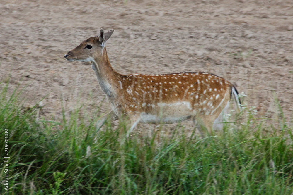 Young spotted roe deer on the edge of the field in summer - wildlife, nature reserve, endangered animals Young spotted roe deer on the edge of the field in summer - wildlife, nature reserve, endangered animals