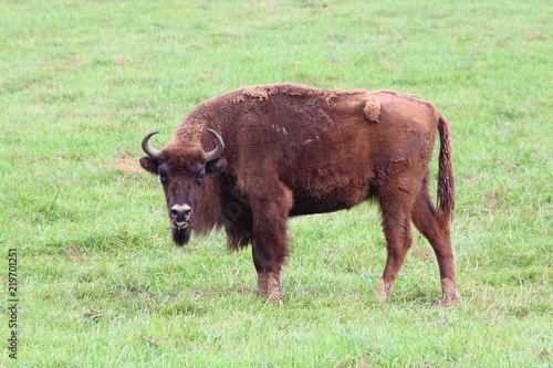 Large bison on pasture in summer - wildlife, nature reserve, endangered animals