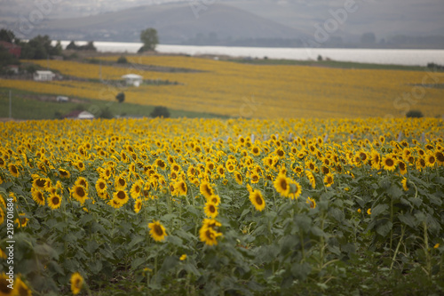 Fototapeta Naklejka Na Ścianę i Meble -  Colorful sunflower field and wind
