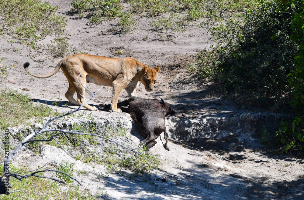 Naklejka premium Löwe in Botswana - Moremi Reserve im Okavango Delta