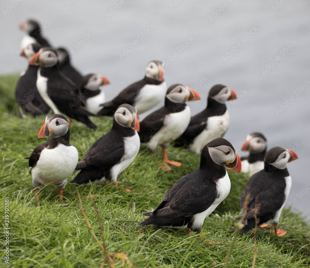 Naklejka premium Adorable and cute Atlantic puffins on Mykines in the Faroe Islands