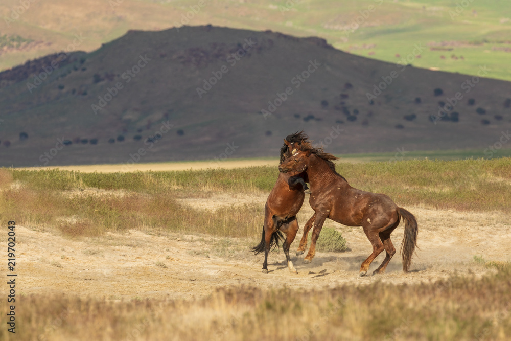 Naklejka premium Wild Horse Stallions Fighting