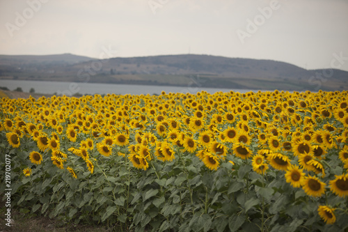 Fototapeta Naklejka Na Ścianę i Meble -  Colorful sunflower field and wind
