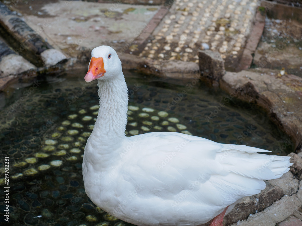 Obraz premium White duck standing in the pool