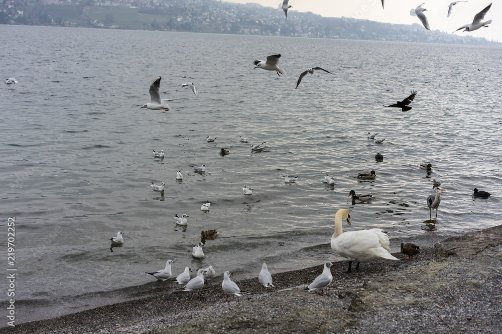 Fototapeta premium various birds and at sea or lake shore in winter