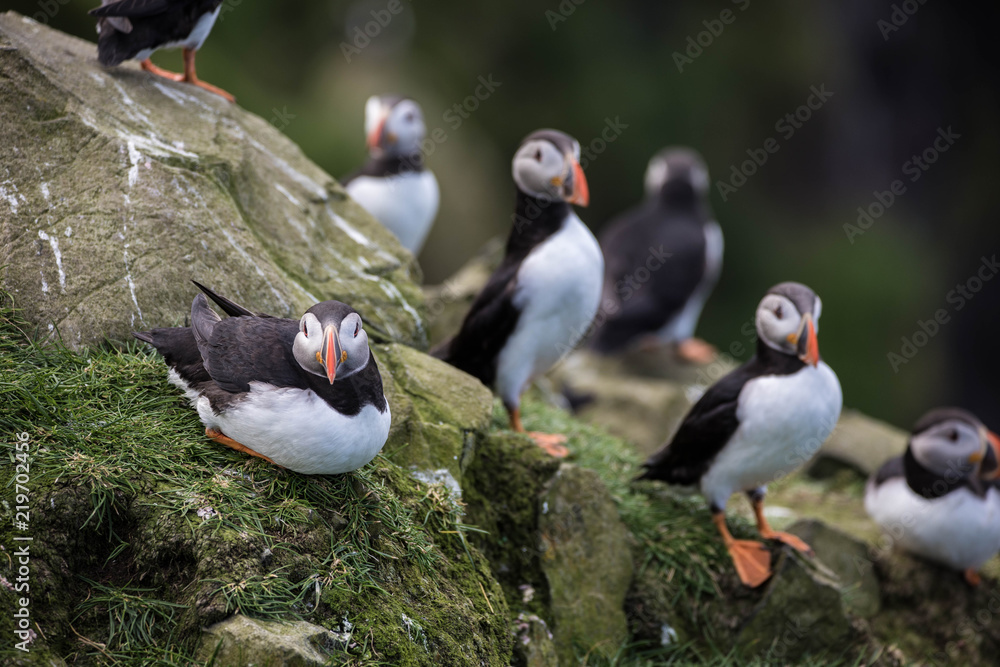 Adorable and cute Atlantic puffins on Mykines in the Faroe Islands Adorable and cute Atlantic puffins on Mykines in the Faroe Islands