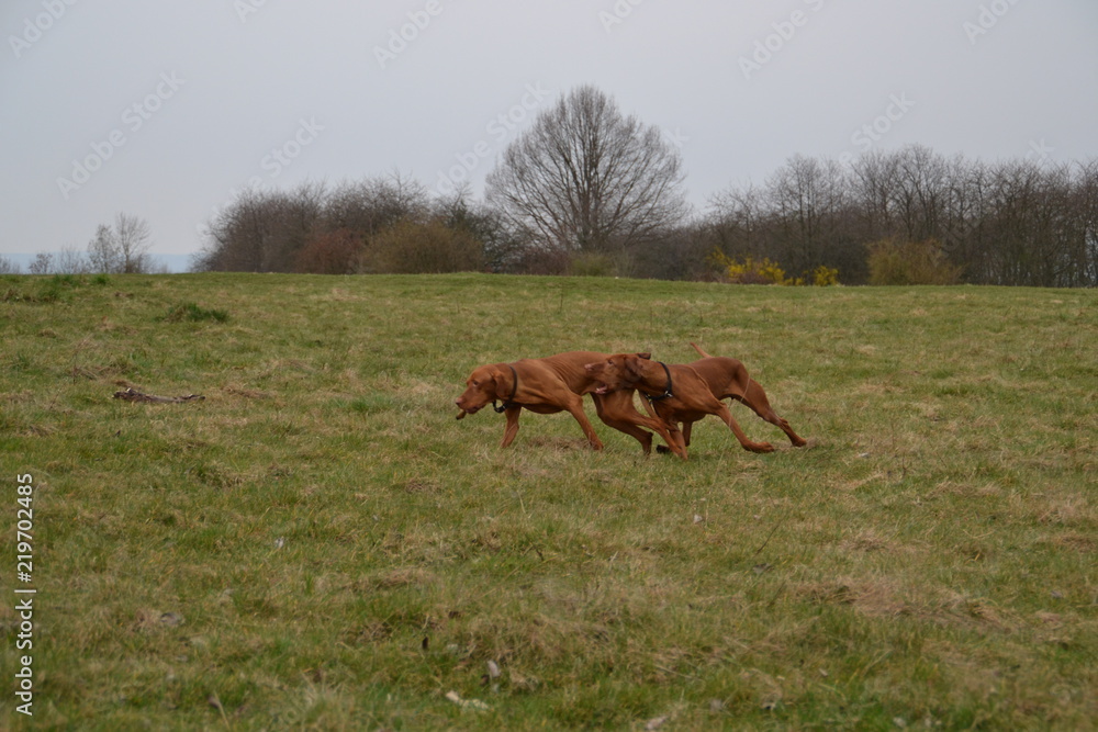 Fototapeta premium Vizsla26