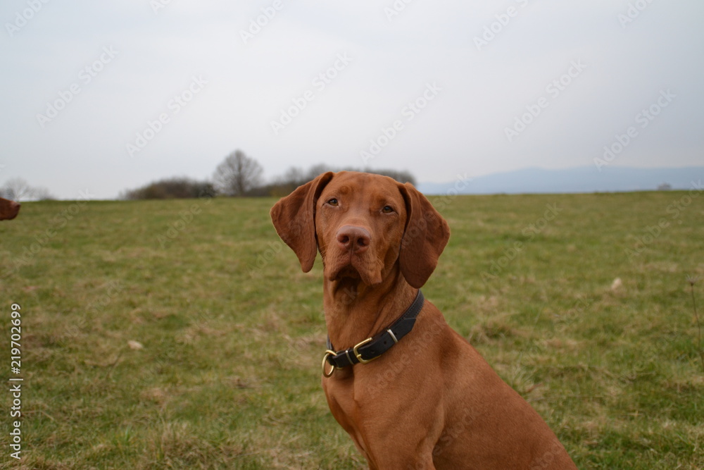 Vizsla19