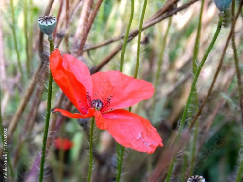 Fototapeta Naklejka Na Ścianę i Meble -  red poppy