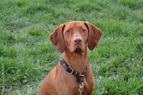 Vizsla13 © Ralf