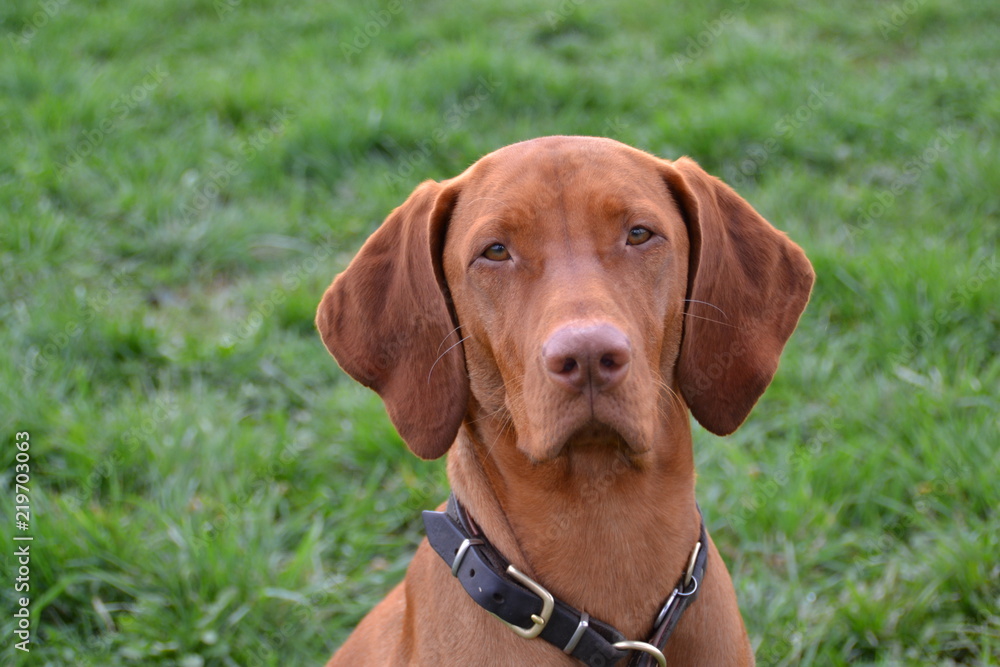 Vizsla8 Vizsla8