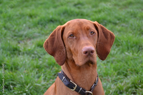 Vizsla9