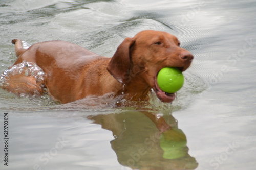 Vizsla in water with ball