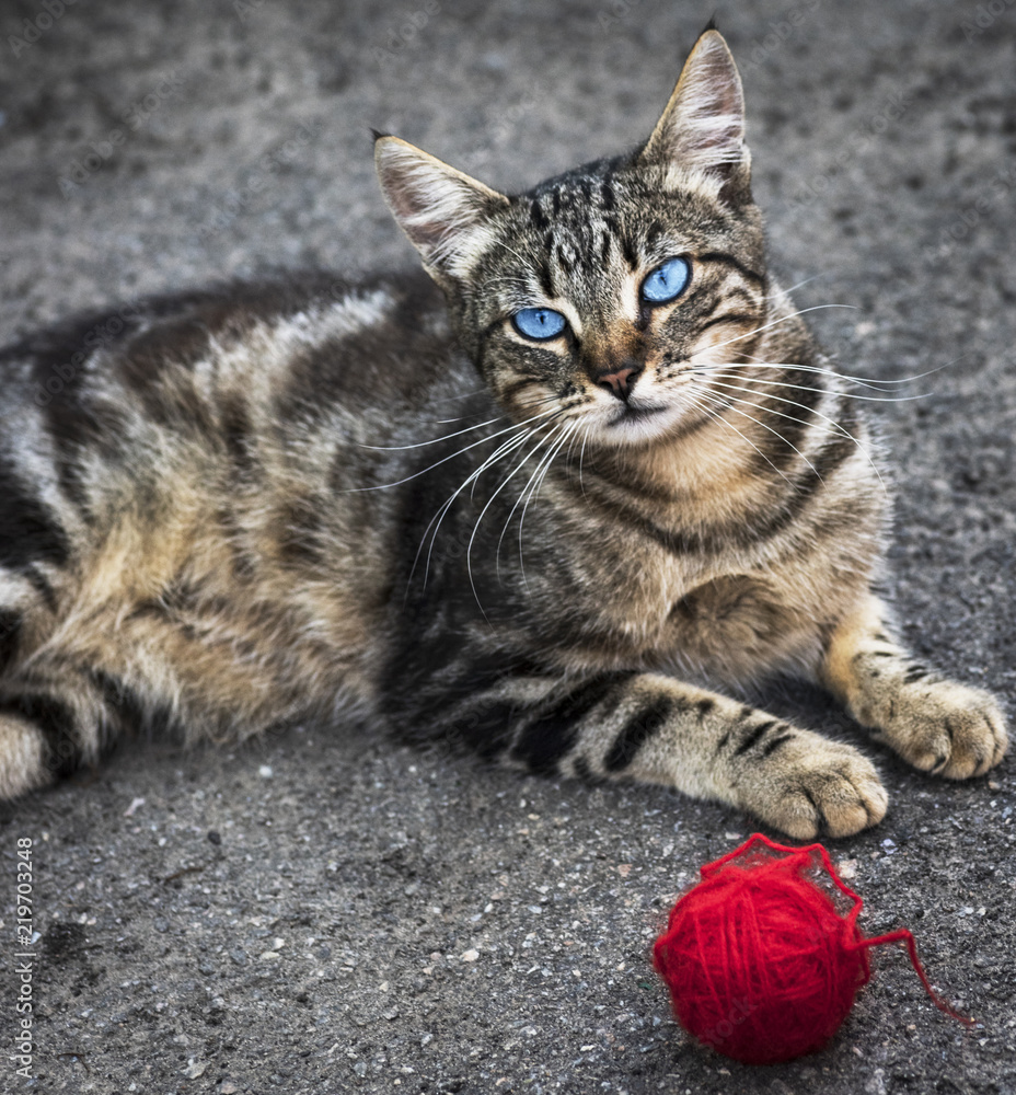 gray striped street cat with blue eyes lies on the asphalt