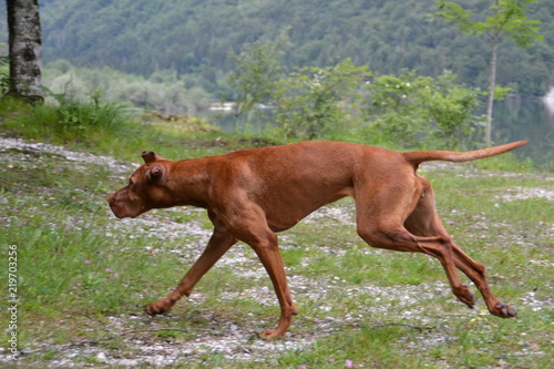 Vizsla hunting