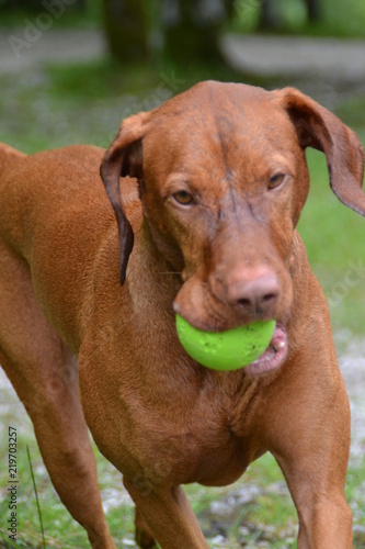 Vizsla mit Ball