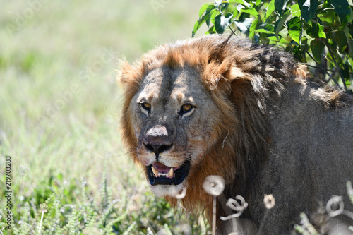 Löwe in Botswana - Moremi Reserve im Okavango Delta photo