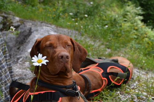 Hun mit Blume