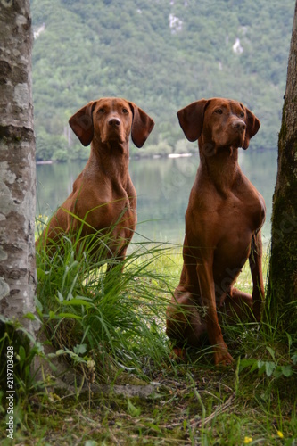 Vizsla 1