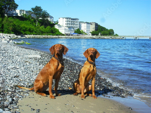Vizsla Rügen