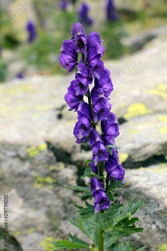 Blue Aconitum napellus monk`s-hood, aconite, wolfsbane in the mountains.