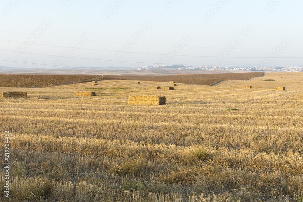 Campos de trigo cosechado con pacas de paja