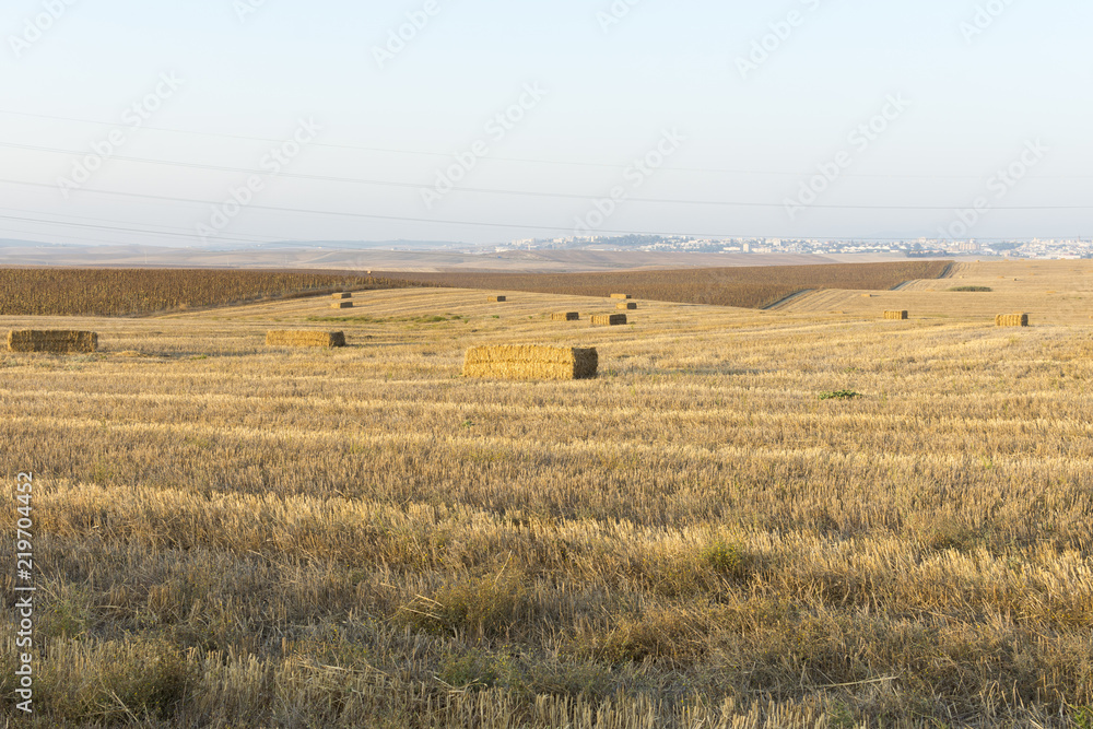 Fototapeta premium Campos de trigo cosechado con pacas de paja