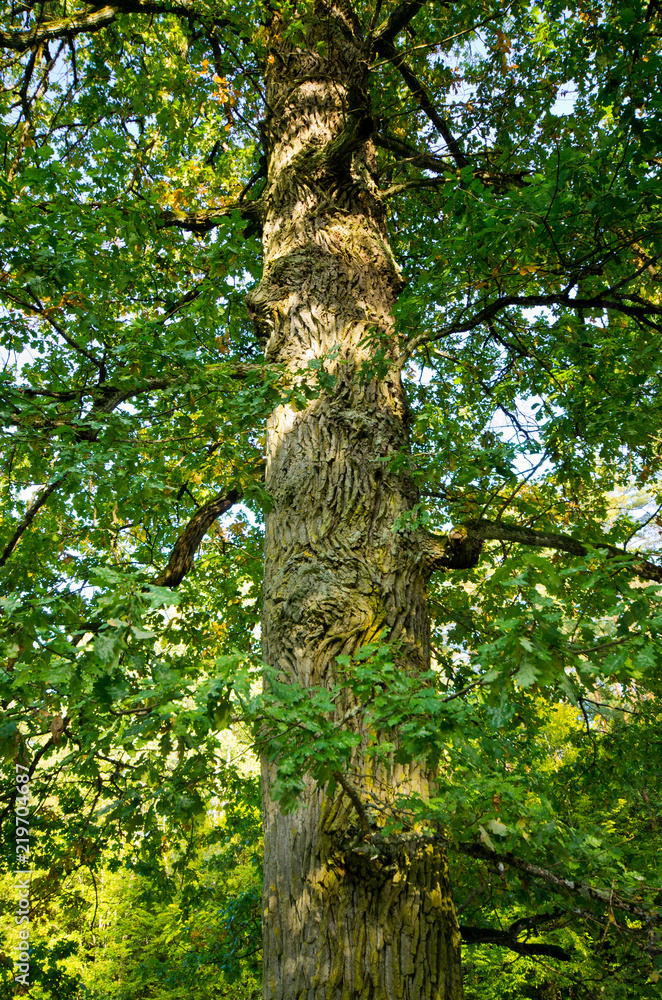 Obraz premium Branches and lush in Bialowieza woods, Poland
