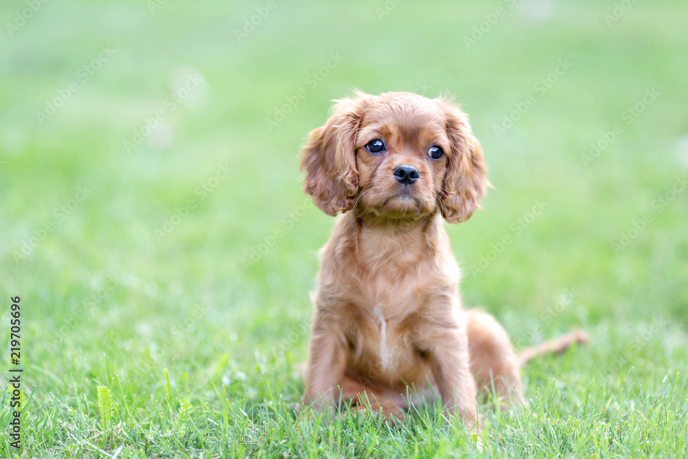 Puppy on the green grass