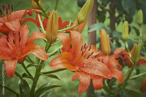 Lilien orange 