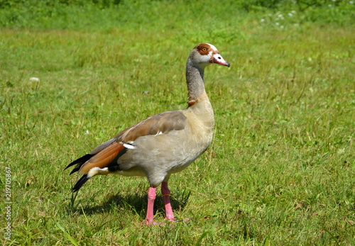 Nilgans