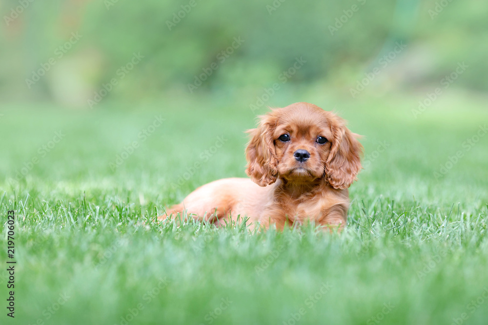 Obraz premium Puppy lying on the grass in the garden