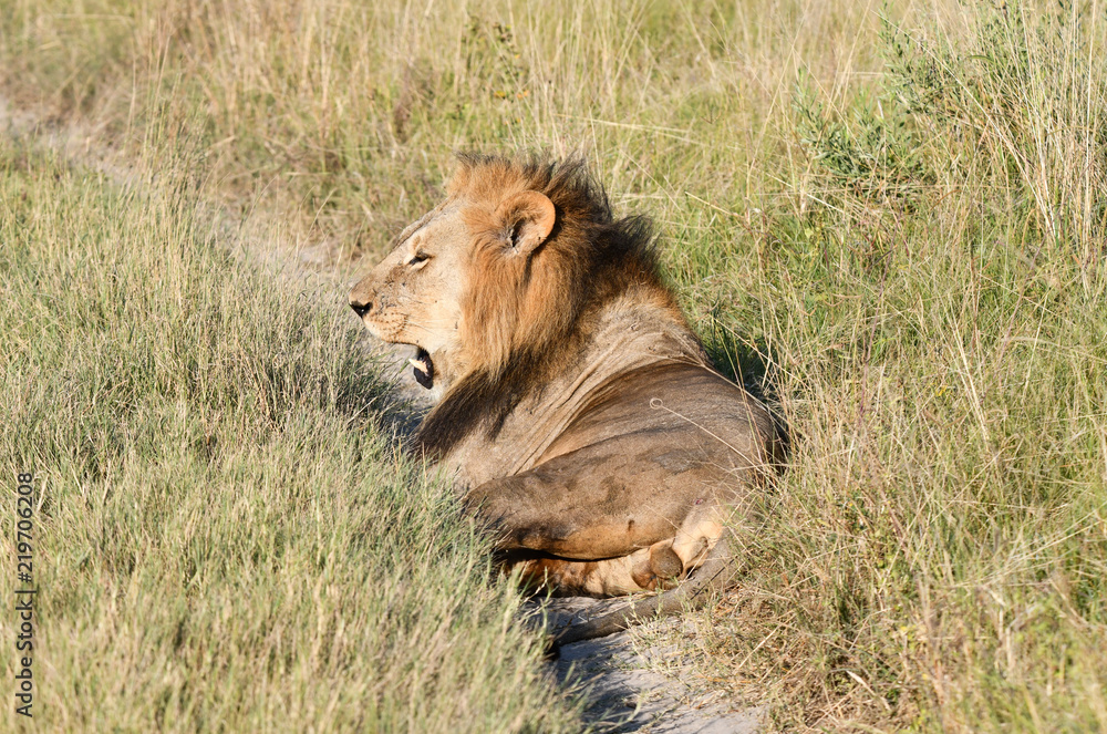 Löwe in Botswana - Moremi Reserve im Okavango Delta Löwe in Botswana - Moremi Reserve im Okavango Delta