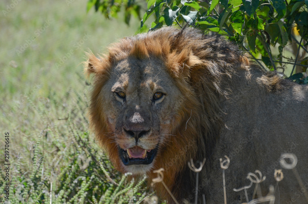 Löwe in Botswana - Moremi Reserve im Okavango Delta Löwe in Botswana - Moremi Reserve im Okavango Delta
