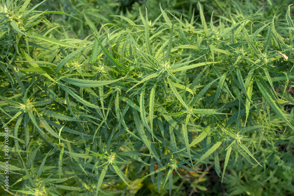 A marijuana bush, with strong branches on which ripe seeds. A marijuana bush, with strong branches on which ripe seeds.