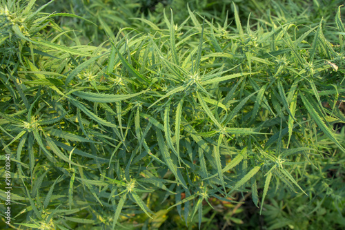 A marijuana bush, with strong branches on which ripe seeds.