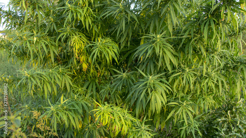 A marijuana bush  with strong branches on which ripe seeds.