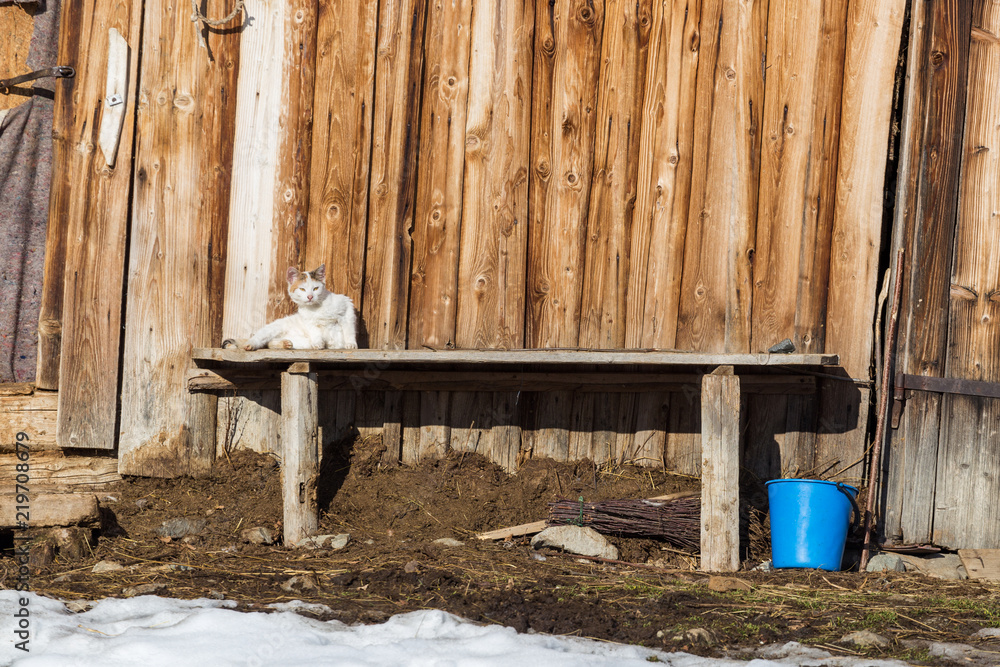 Cats resting in the sun on a beautiful day of winter in a small village in Romania Cats resting in the sun on a beautiful day of winter in a small village in Romania