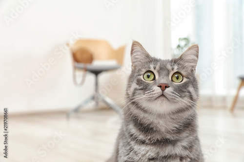 Adorable grey tabby cat on blurred background