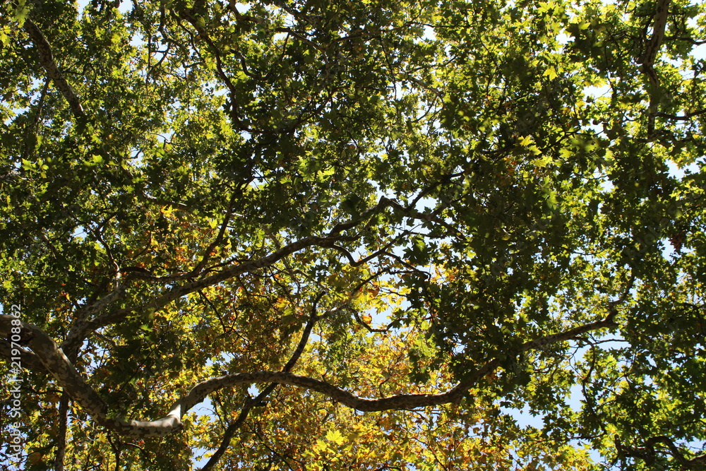 Fototapeta premium Green air