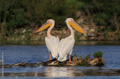 white pelicans in Danube Delta, Romania